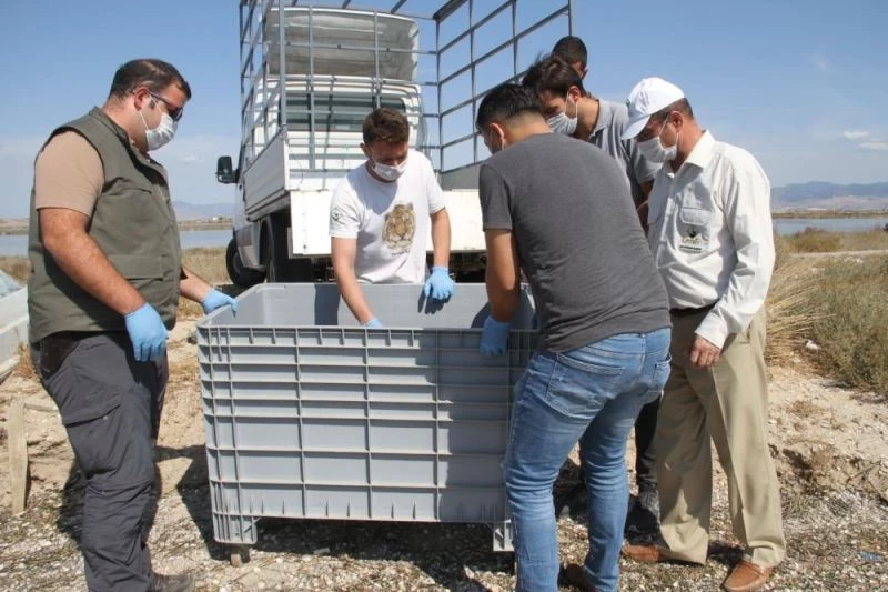 Körfez’de bulunan caretta ceratta, DEKAMER’e gönderildi

