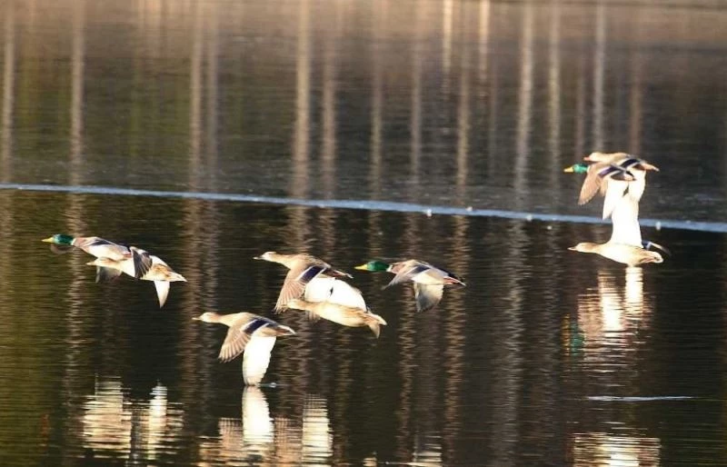 Topuk Göleti görenleri hayran bırakıyor
