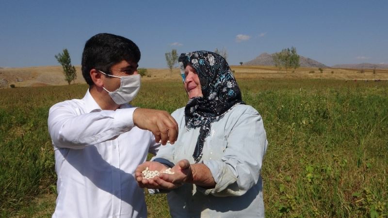 Lezzetiyle ünlü Tufanbeyli fasulyesinde hasat başladı
