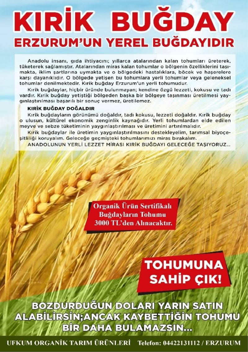 Ilıcalı’dan Kırik buğday üretiminin yaygınlaştırılması çağrısı
