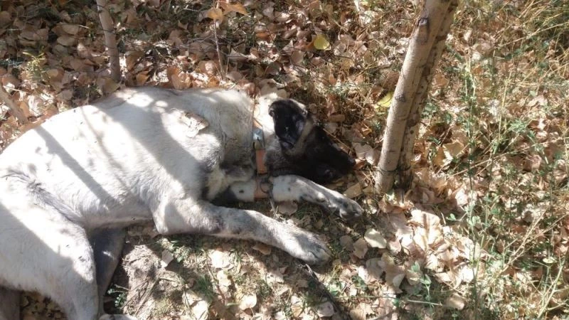 Ulaş’ta şüpheli hayvan ölümleri
