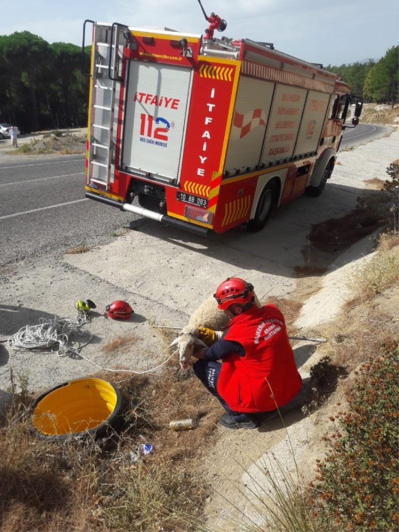 Yağmur giderine düşen koyunu itfaiye kurtardı
