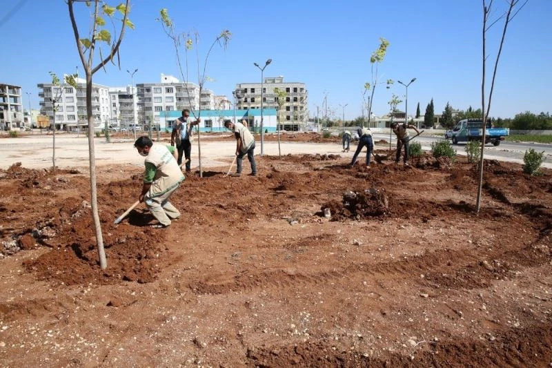 Haliliye’de parklar ağaçlandırılıyor
