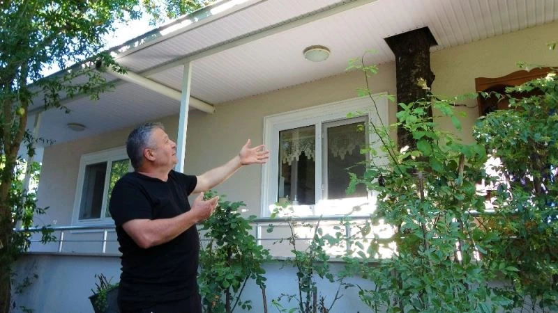 Baba mirası ağacı kesmeye kıyamadı, 8 yıldır evinin içerisinde ağaçla yaşıyor
