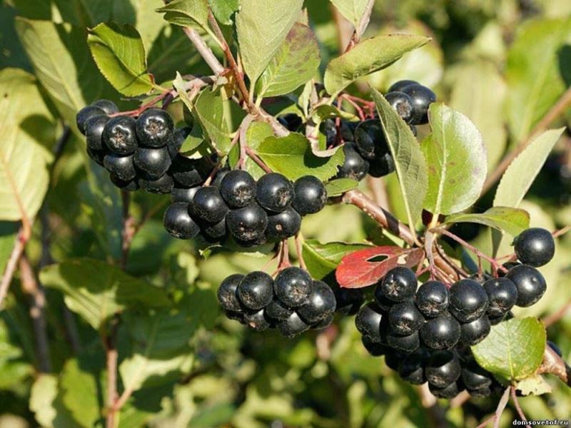 İzmit Belediyesi “Süper meyve” aronya yetiştirecek
