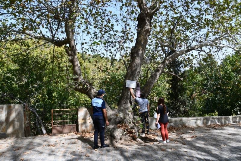 Buldan’da asırlık 7 adet çınar ağacına, “Anıt ağaç” levhaları asıldı
