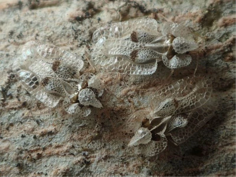 Istrancalarda Dantel Böceği istilası, meşe ormanlarını sarartı
