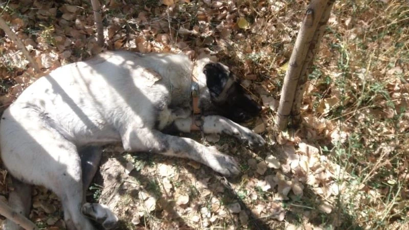 Ulaş’ta şüpheli hayvan ölümlerinin nedeni salgın
