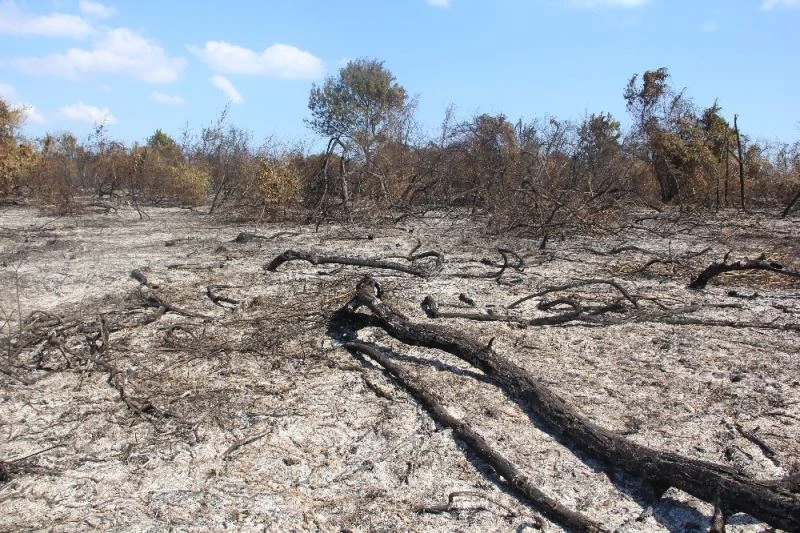 Samsun’da ormanlarda çıkan 41 yangında 64,75 hektar alan zarar gördü
