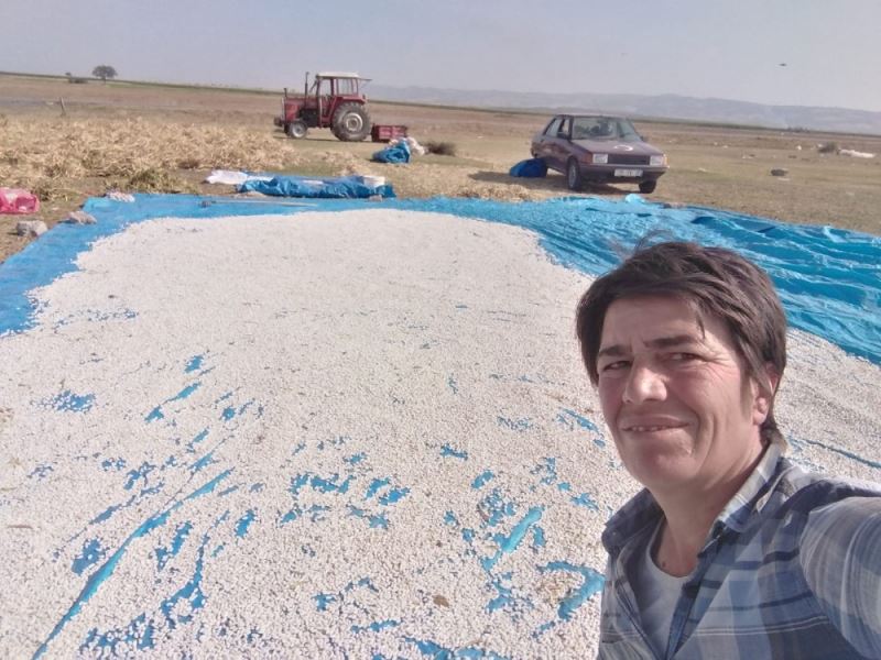 Manyas’ın meşhur Kazak fasulyesinin hasadı başladı
