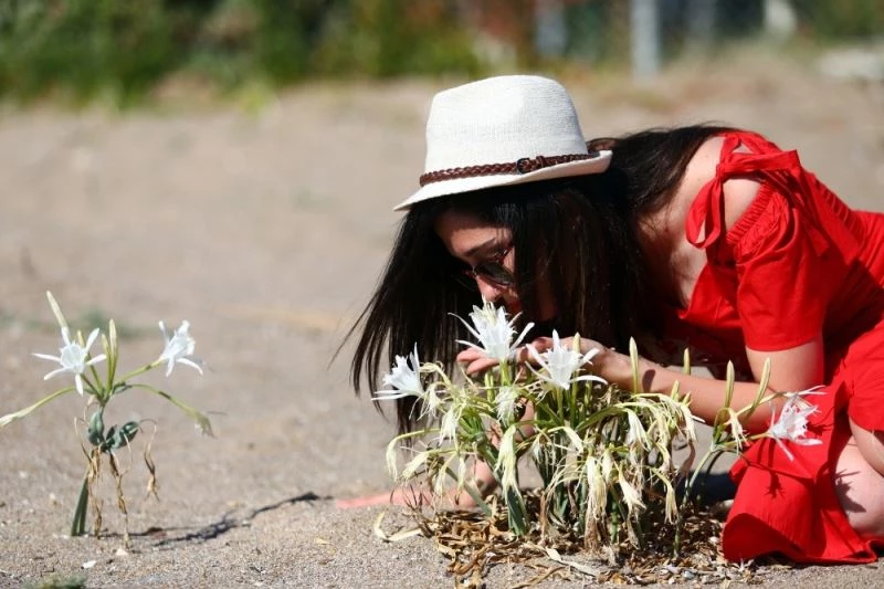 Kum zambaklarına tel örgülü koruma
