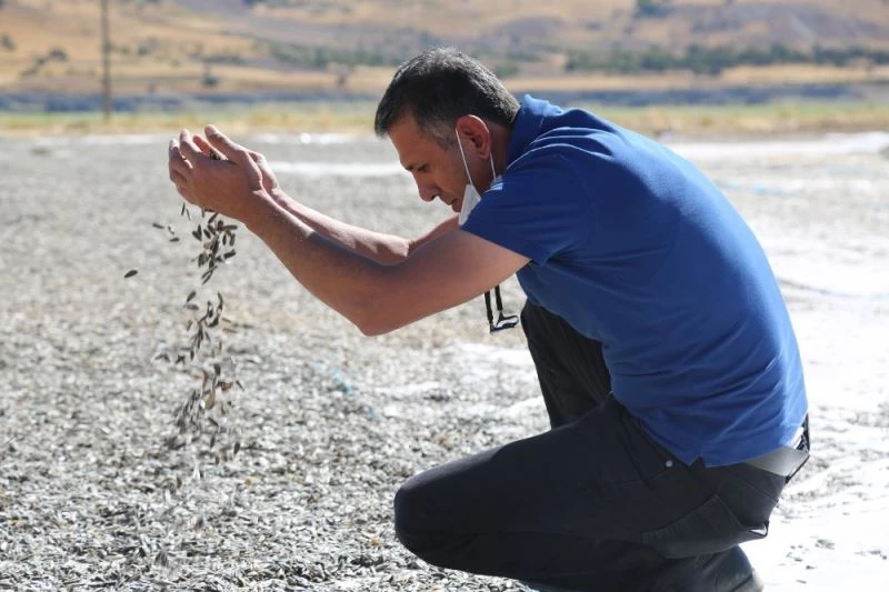 Tunceli’de çekirdek hasadı
