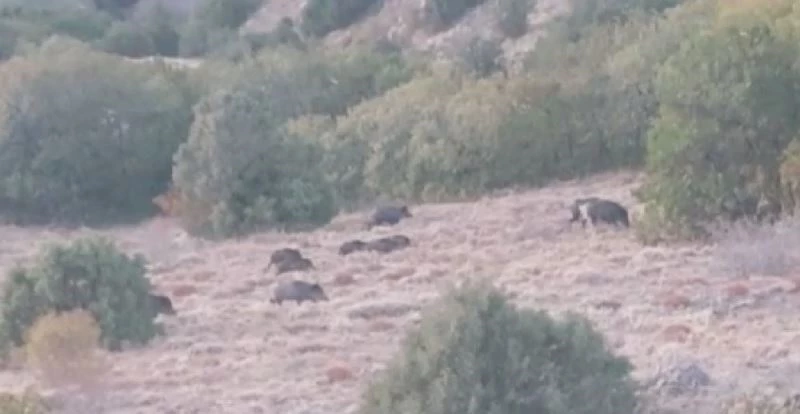 Aç kalan domuzlar sürüler halinde köylere indi
