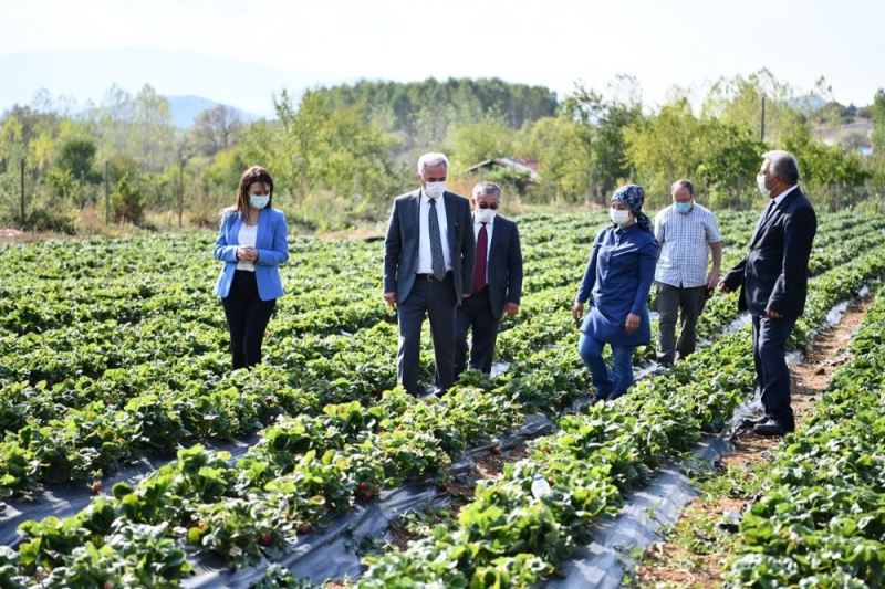 20 dekarda başlayan çilek üretimi 200 dekara ulaştı
