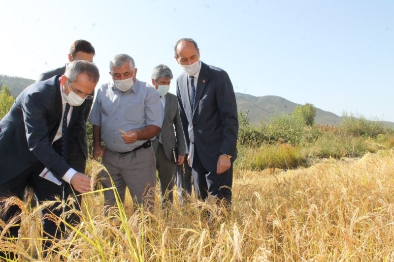 Coğrafi işaretli Tosya pirincinin hasadı başladı
