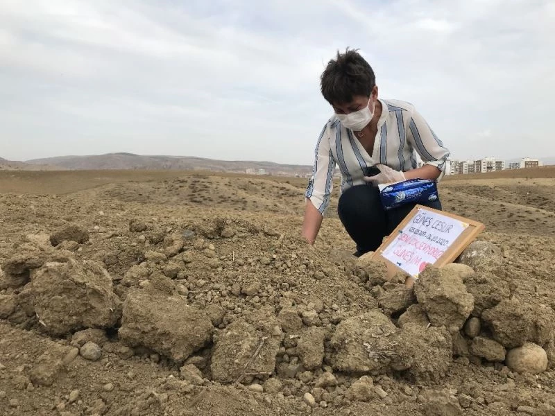 Çocuğu gibi baktığı kedisini gözyaşları içinde toprağa verdi
