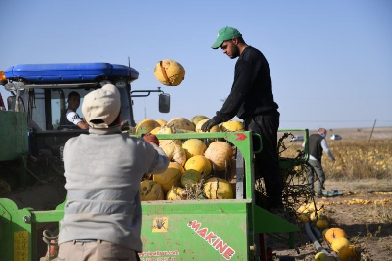 Tomarza’nın altını ’Kabak Çekirdeği’nin hasadına başlandı
