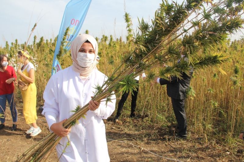 Yerli ve milli kenevir çeşit adayı ‘Narlı’da ilk hasat alındı
