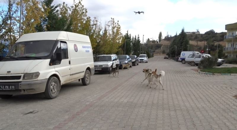 Köpeklerin drona saldırı girişimi kamerada
