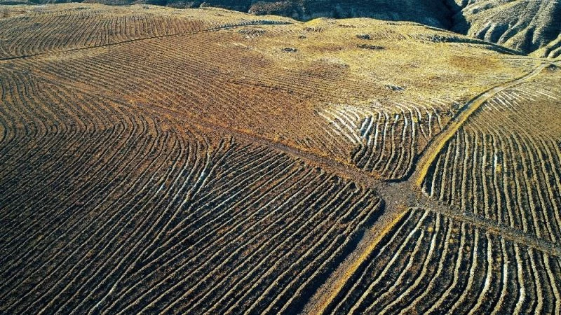 Guinnes Ormanı’ndaki fidanlar büyüyor
