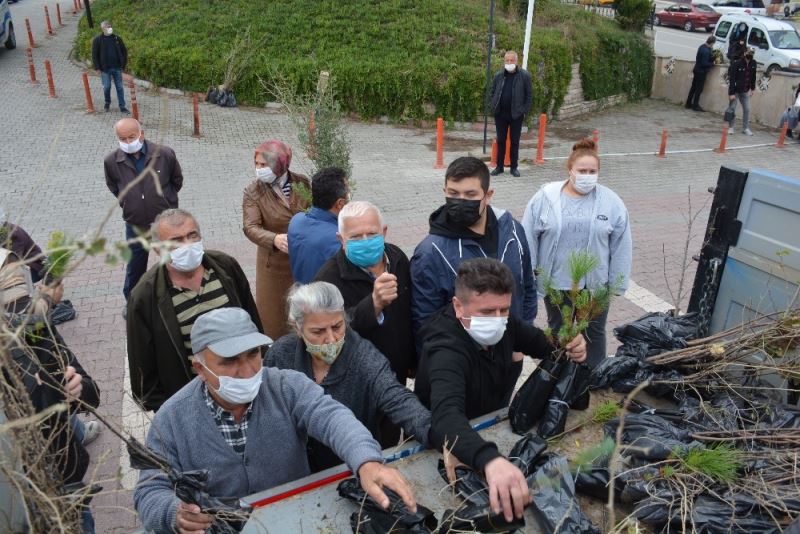 Sinop’ta bedava fidana akın
