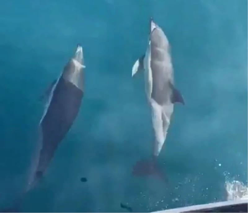 Yunusların tekneyle yarışı kamerada

