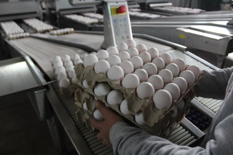 Irak krizinde dip yapan yumurta fiyatı pandemi sürecinde arttı
