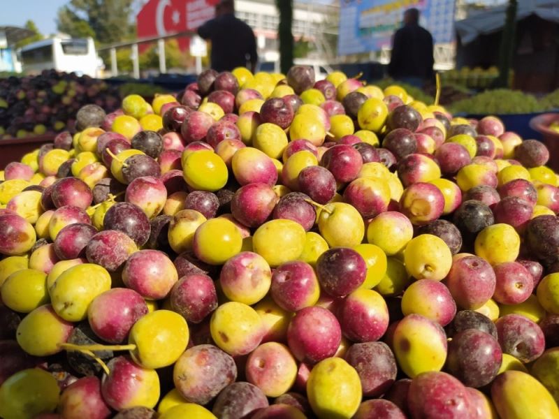 Yağmurun düşmesiyle zeytinler tezgaha taşındı
