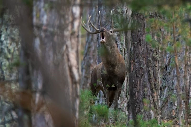 Tetiğe değil deklanşöre bas
