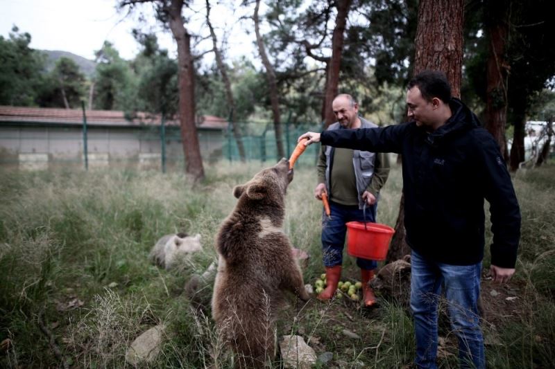 (Özel) Türkiye’nin tek ayı barınağına 5 yeni yavru getirildi
