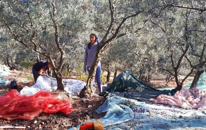 Erdek’te zeytin yevmiyeleri belirlendi
