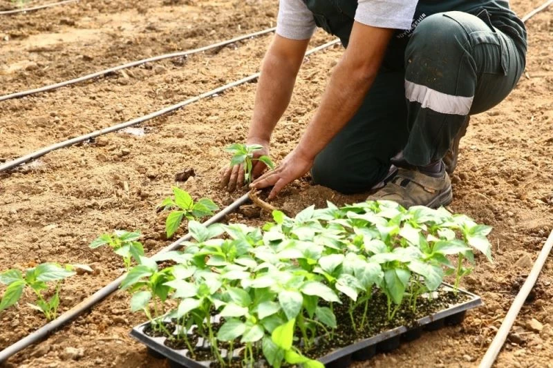 Büyükşehir Ata tohumlarını toprakla buluşturdu
