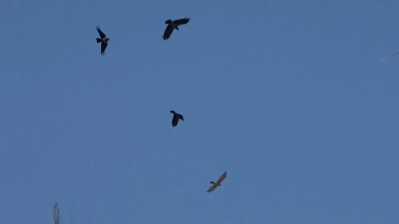 Tedavisinin ardından salınan atmacaya kargalar saldırdı
