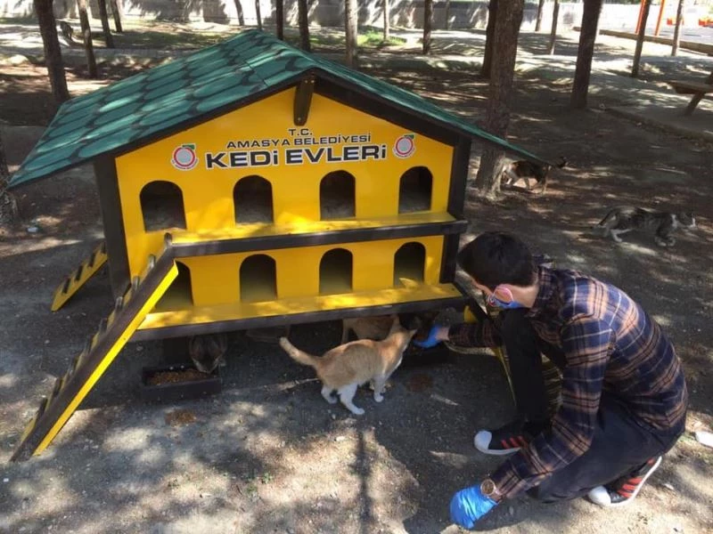 Amasya Belediyesi’nden sokak kedilerine özel kedievi

