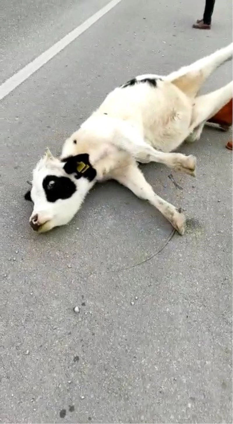 Kazada telef olduğu düşünülen inek bir anda canlandı
