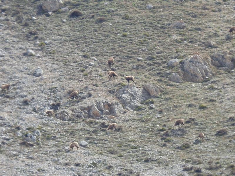 Erzincan’da, sürü halindeki şamualar görüntülendi
