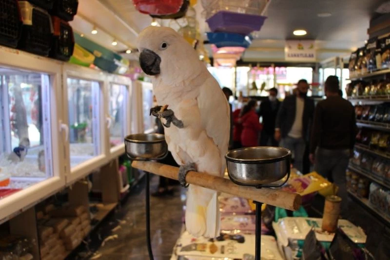 Otomobil fiyatına papağan
