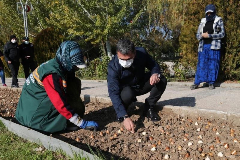Gölbaşı lalelerle renklenecek

