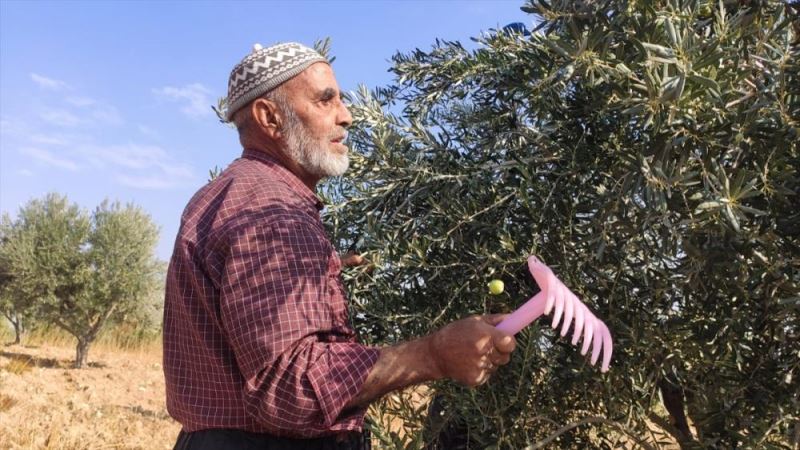 Gülnar’da zeytin ağacı sayısı artıyor