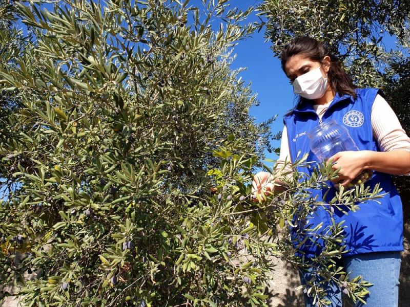 Hayırseverlerin bahçelerinden toplanan zeytinler, öğrencilerin sofrasına gidiyor