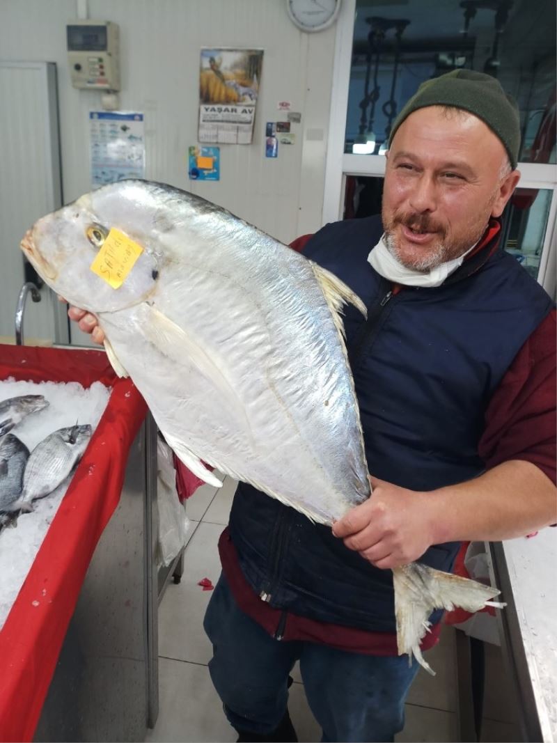 Sinop’ta yakalanan dev İskender balığı görenleri şaşkına cevirdi
