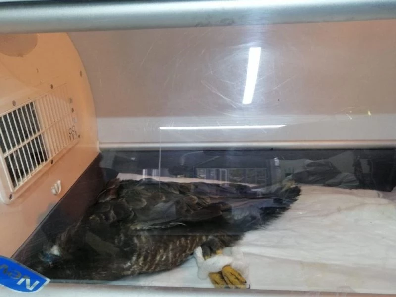 Yaralı şahinin kafasından saçma çıktı
