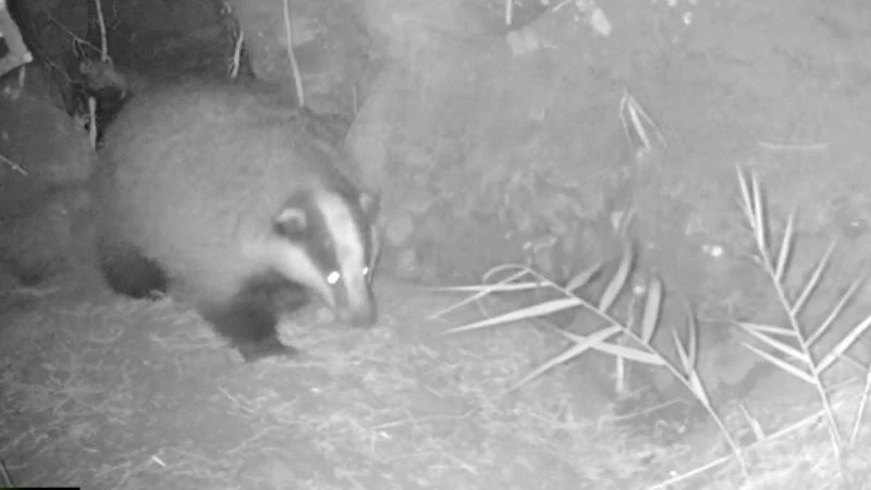 Fotokapanlara takılan yaban hayatının gün yüzüne çıkan o anları
