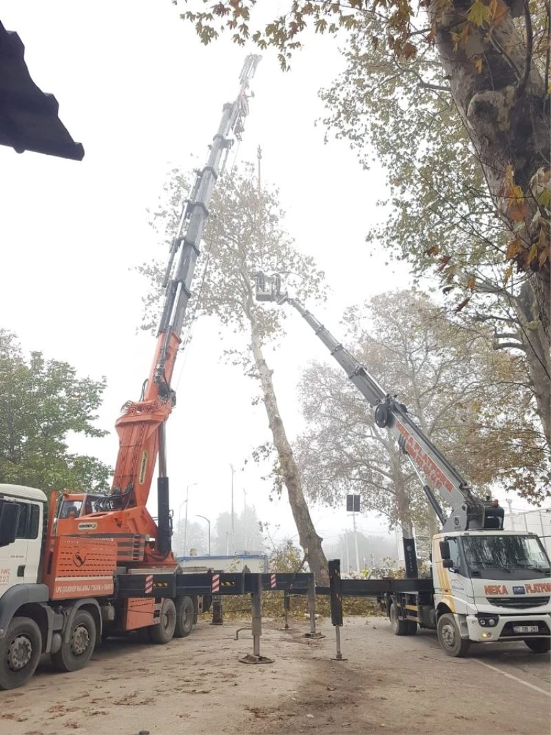 Çuhane Caddesi’nde risk teşkil eden Çınarlar kaldırılıyor
