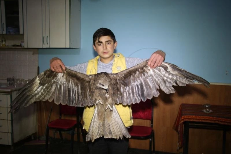 Kanadı yaralı kızıl doğan tedavi altına alındı
