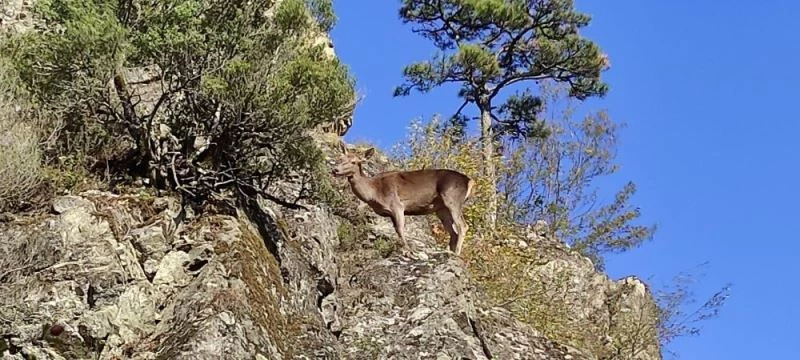 Kurtlardan kaçan ceylanı ormancılar kurtardı
