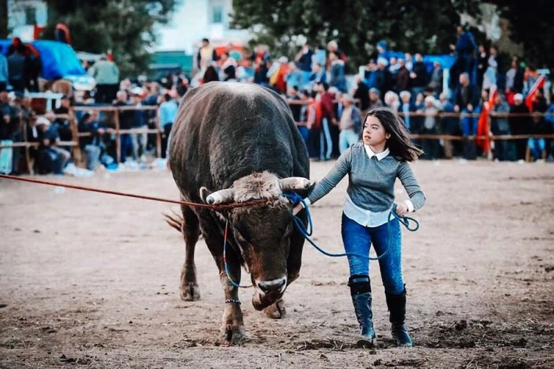 Elleri ojeli hanımağa boğalarından vazgeçemiyor
