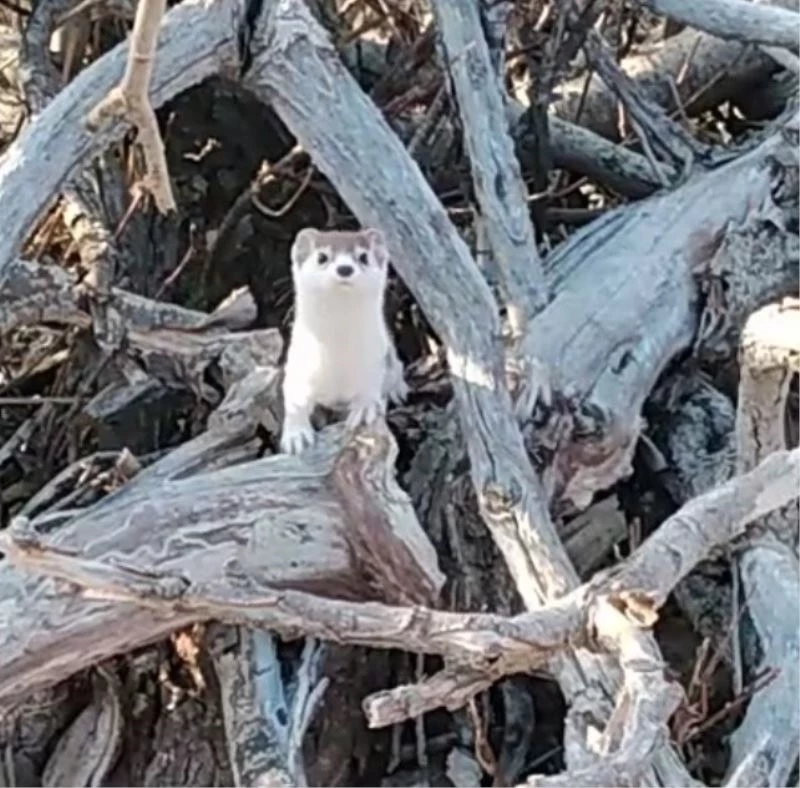 Yarısı kahverengi, yarısı beyaz gelincik görüntülendi
