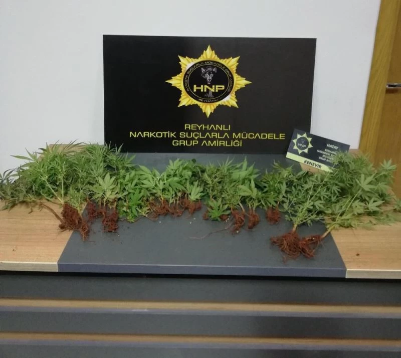 Saksılara ekili 40 kök kenevir bitkisi ele geçirildi
