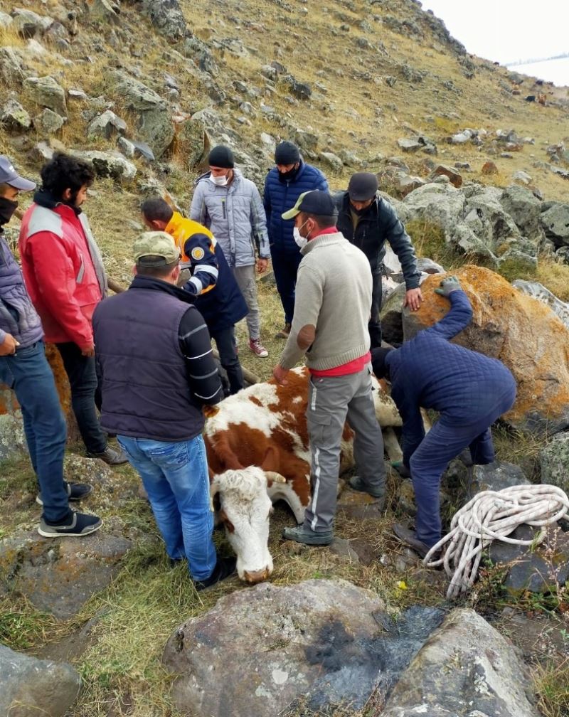 Çıldır Gölü kıyısındaki kayalıklara düşen büyükbaş hayvan AFAD ekiplerince kurtarıldı
